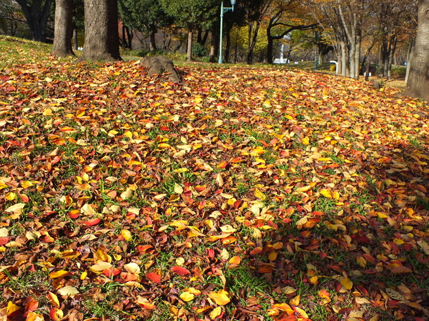 彩の森公園661