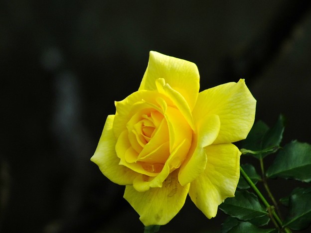DSCF0110