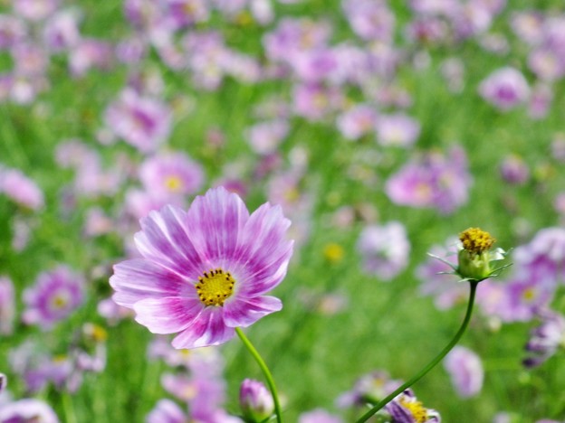 DSCF0253