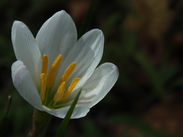 DSCF0003