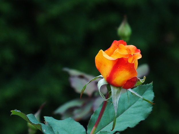 DSCF0391