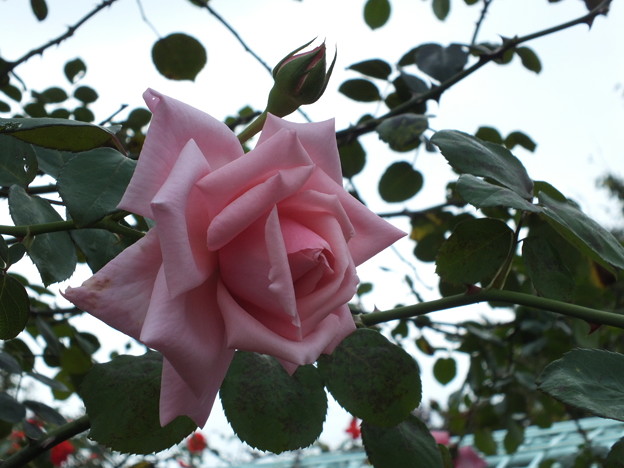 DSCF0156