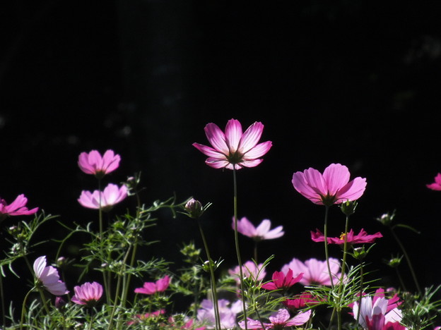 DSCF0161