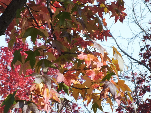 DSCF0039