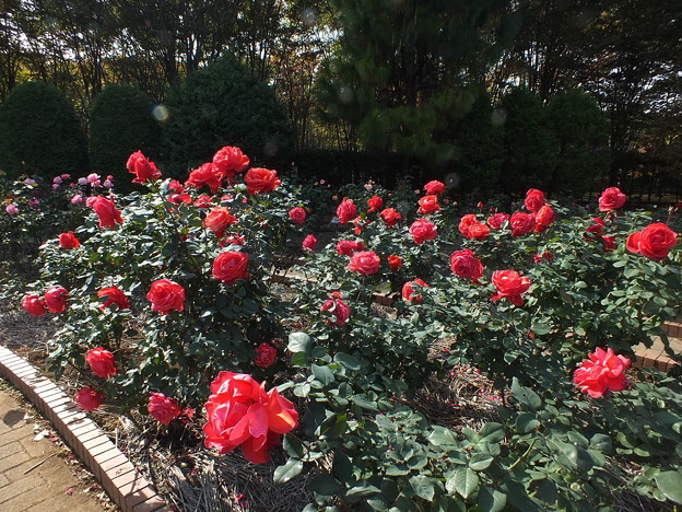 DSCF0018