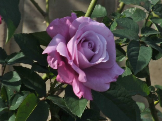 DSCF0046