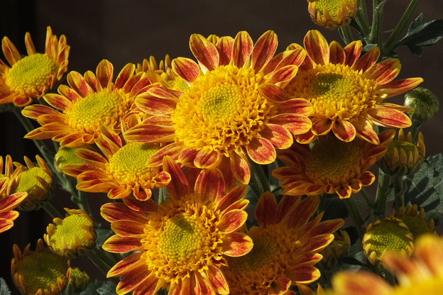 DSCF0445