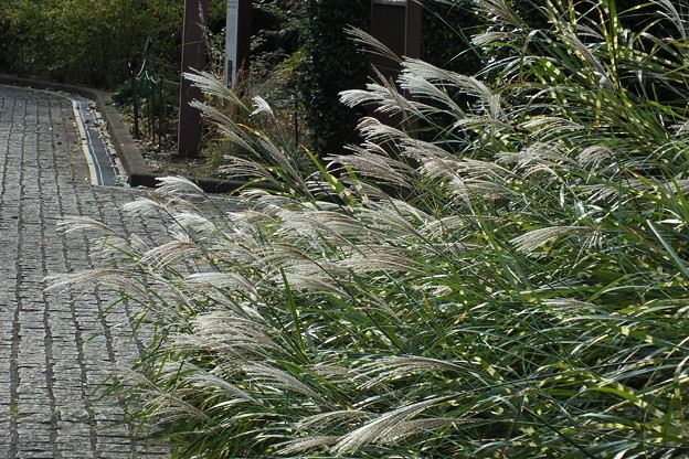 DSCF0465