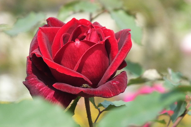 DSCF0183