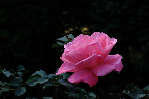DSCF0508