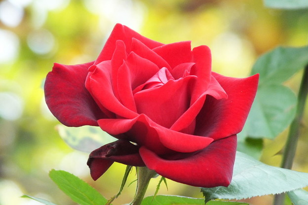 DSCF0064