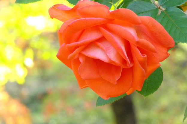 DSCF0543