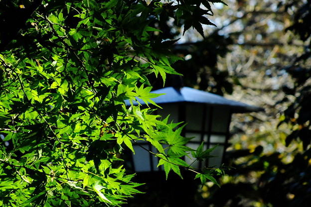 DSCF0255