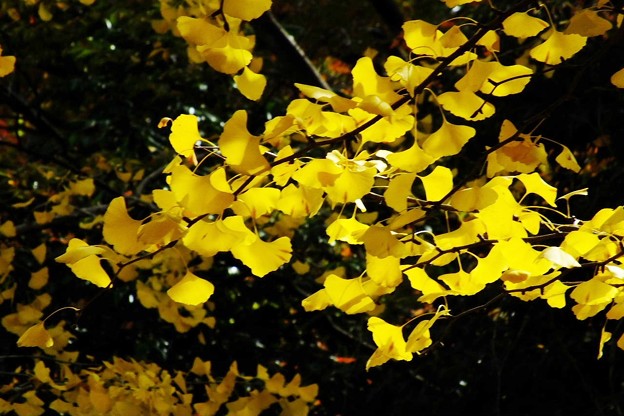DSCF0091