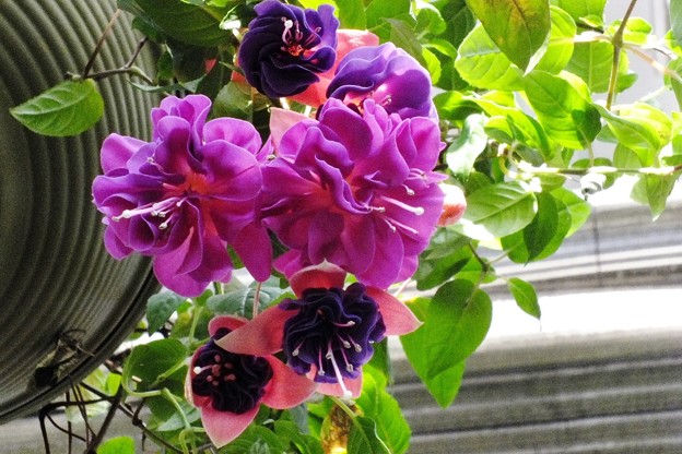 DSCF0129