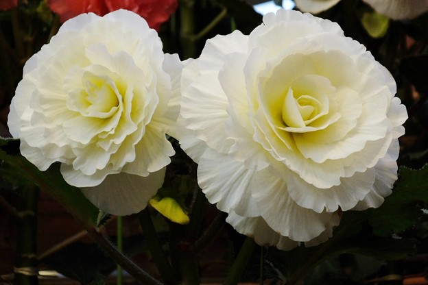 DSCF0192