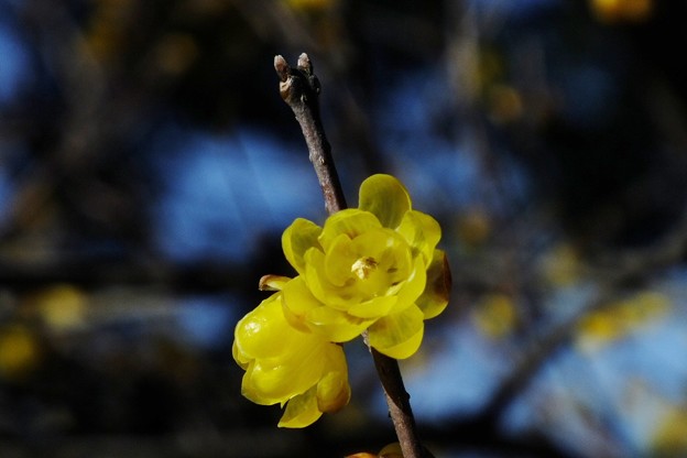 DSCF0098