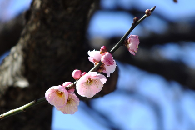 DSCF0141
