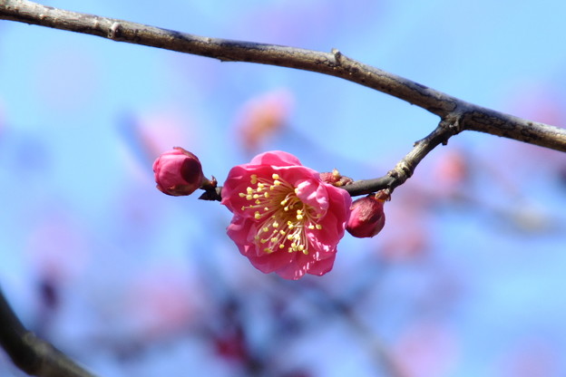DSCF0147