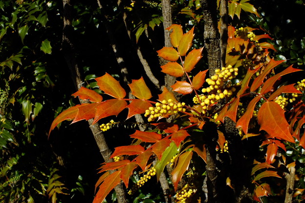 DSCF0154
