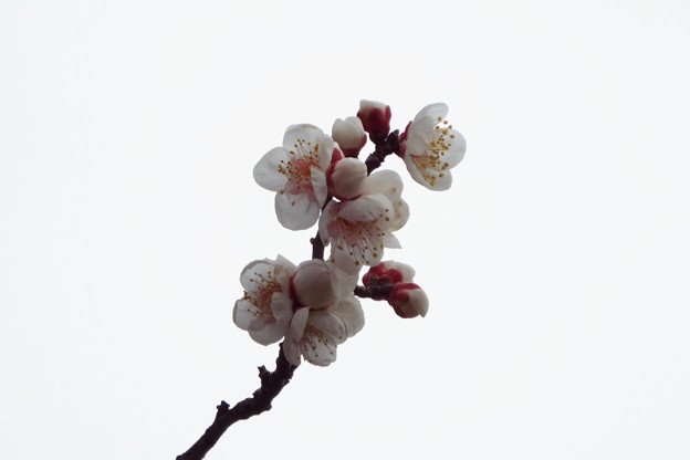 DSCF0091