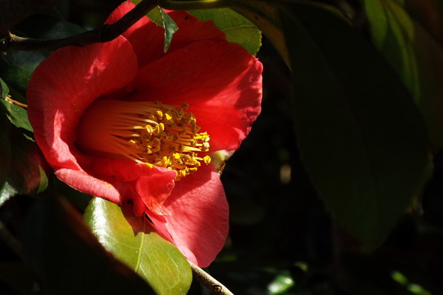 DSCF0261