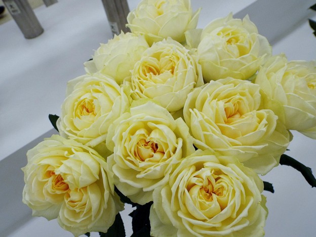 DSCF0381