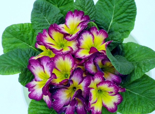 DSCF0562
