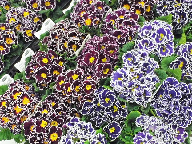 DSCF0625