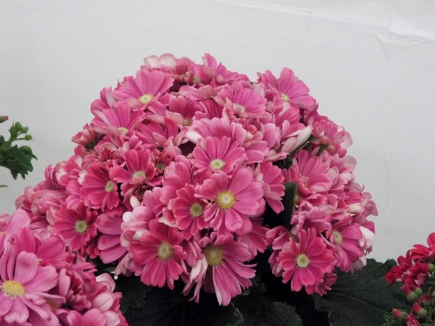 DSCF0478