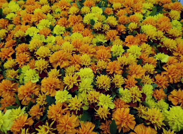 DSCF0654