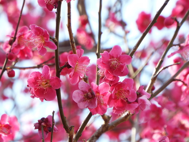 DSCF0381