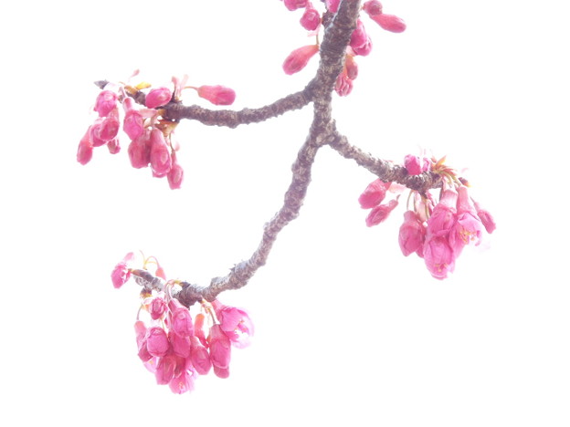 DSCF0003