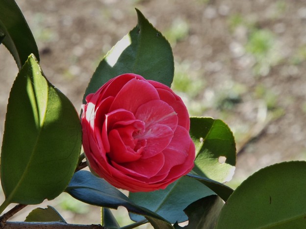 DSCF0145