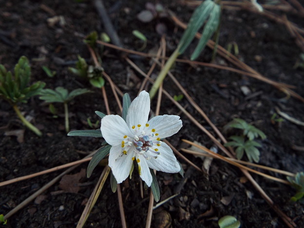 DSCF0440
