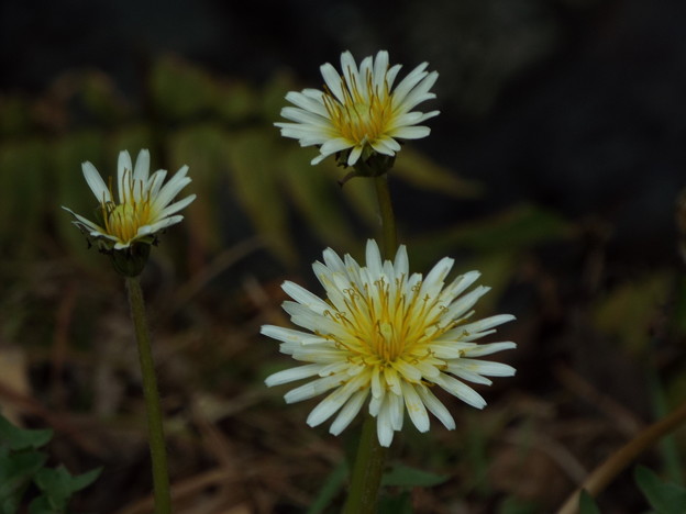 DSCF0058