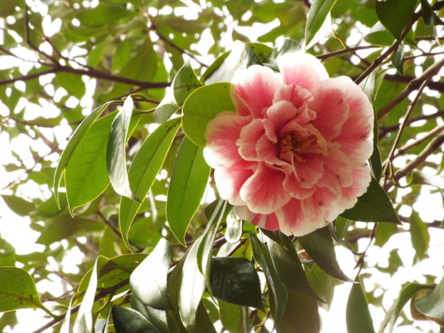 DSCF0419