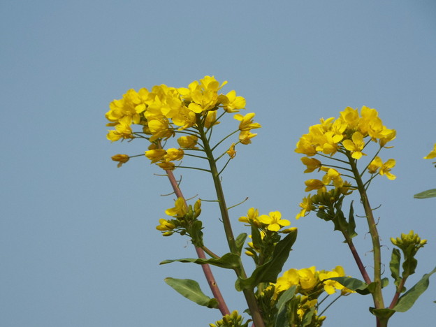 DSCF0032