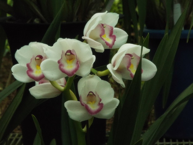 DSCF0531