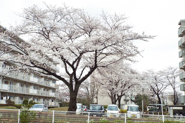 DSCF0529