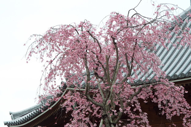 DSCF0154