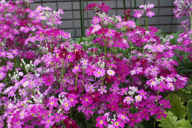 DSCF0146
