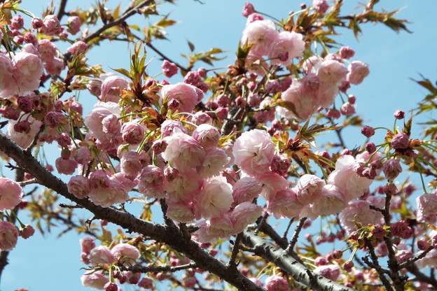 DSCF0053