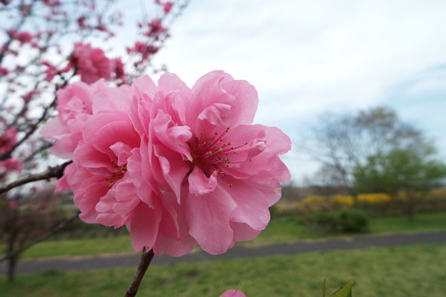 DSCF0265