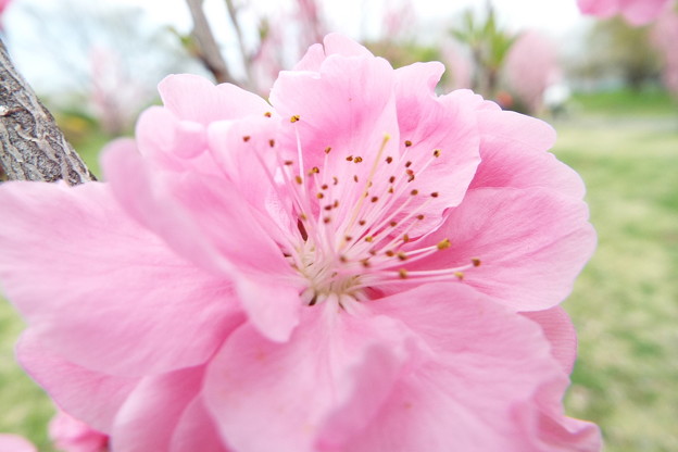 DSCF0268