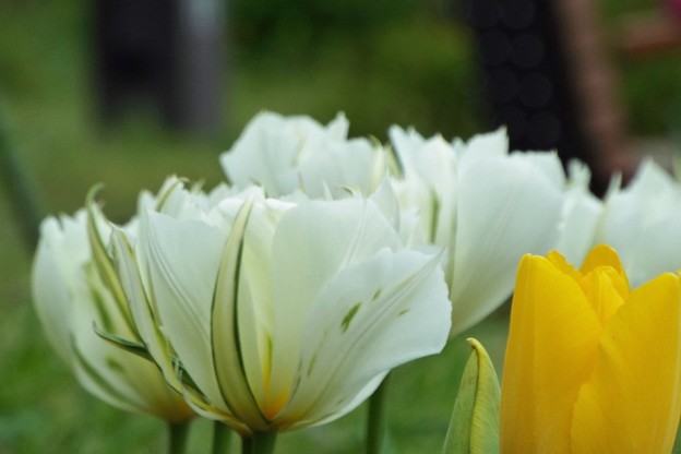 DSCF0929