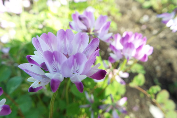 DSCF0604