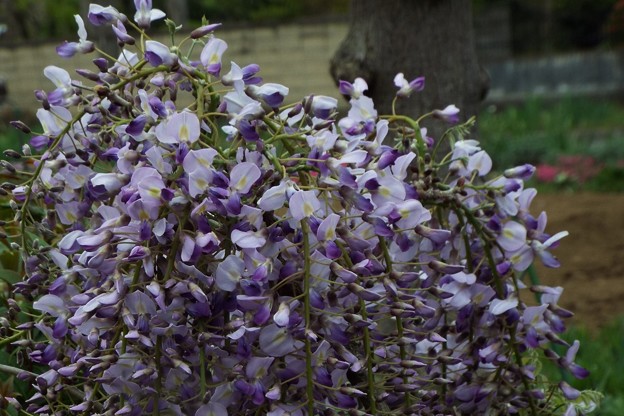 DSCF0466