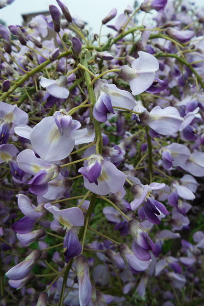 DSCF0467