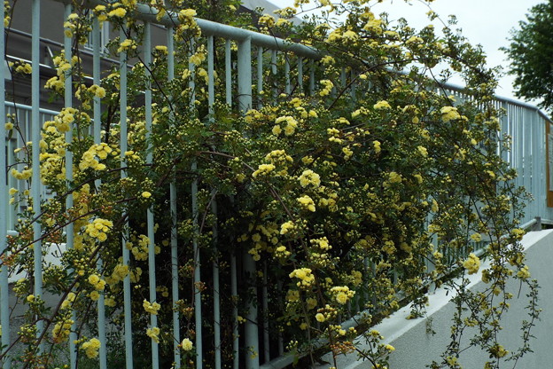 DSCF0585